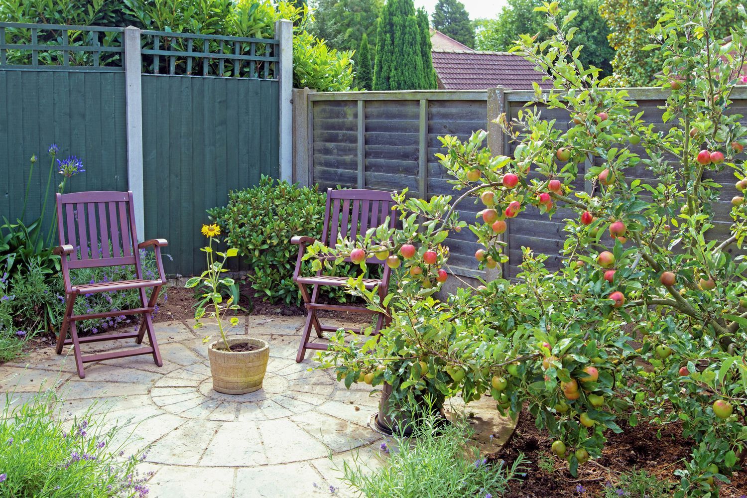 Apple tree growing in a garden