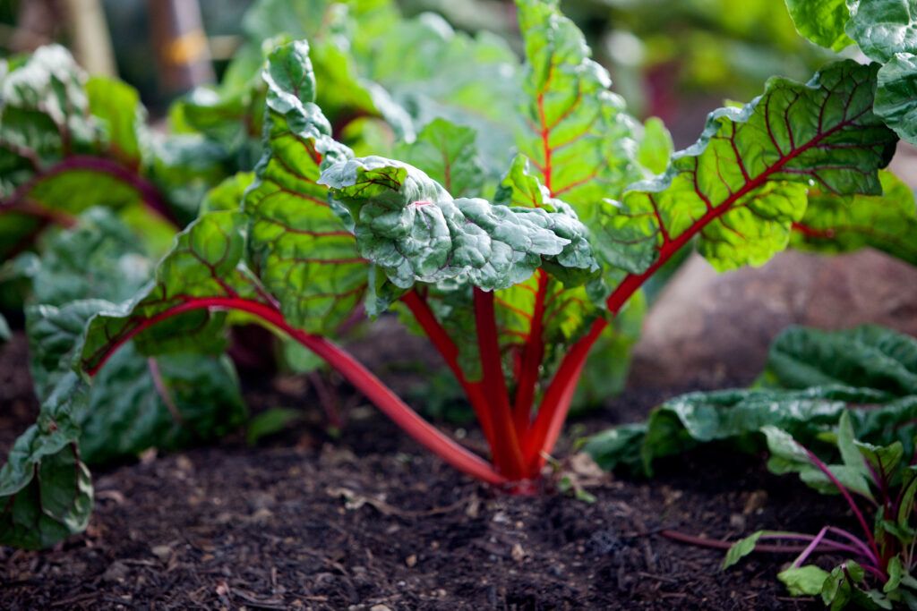 Red Chard