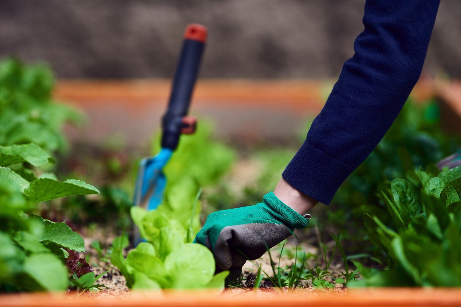 Planting spring greens