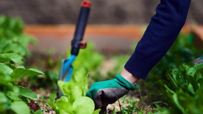 Planting spring greens