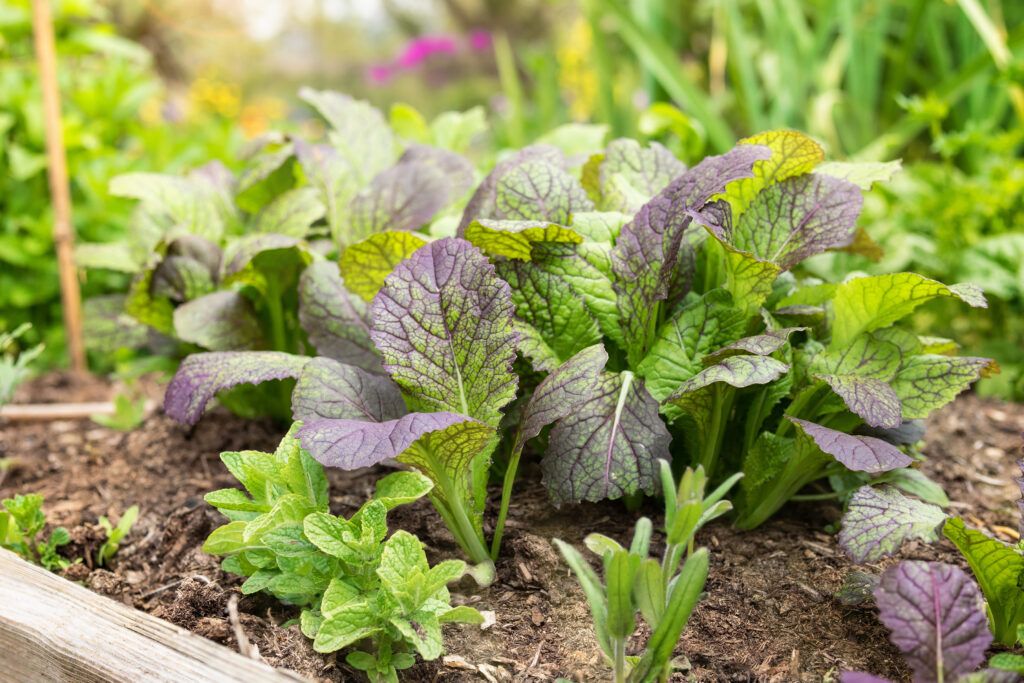 Red Giant Mustard Greens