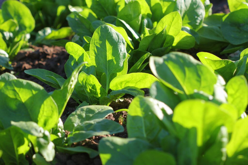 Spinach in Garden