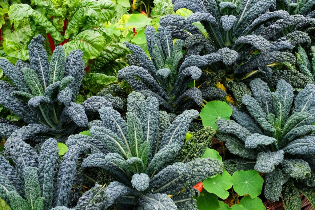 Tuscan Kale