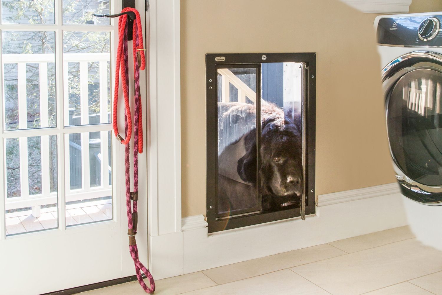 Dog entering the laundry room through the doggy door.