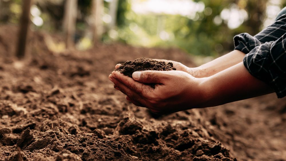 Hands in garden soil