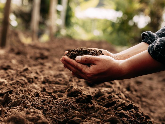 Hands in garden soil