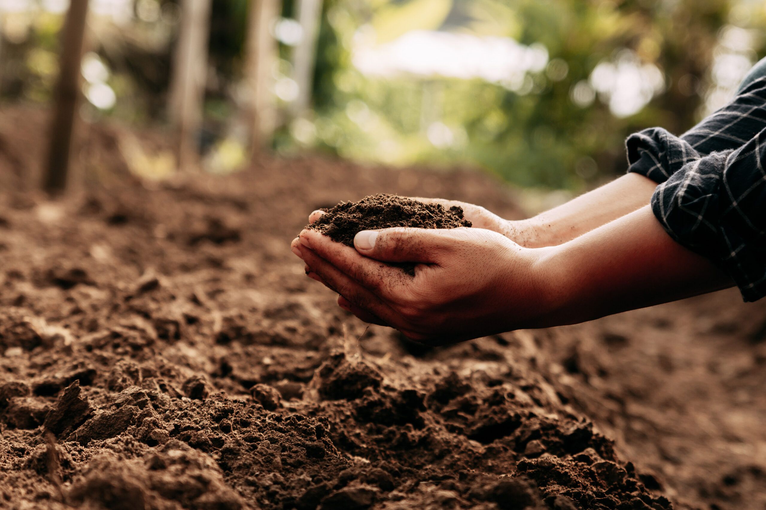Hands in garden soil