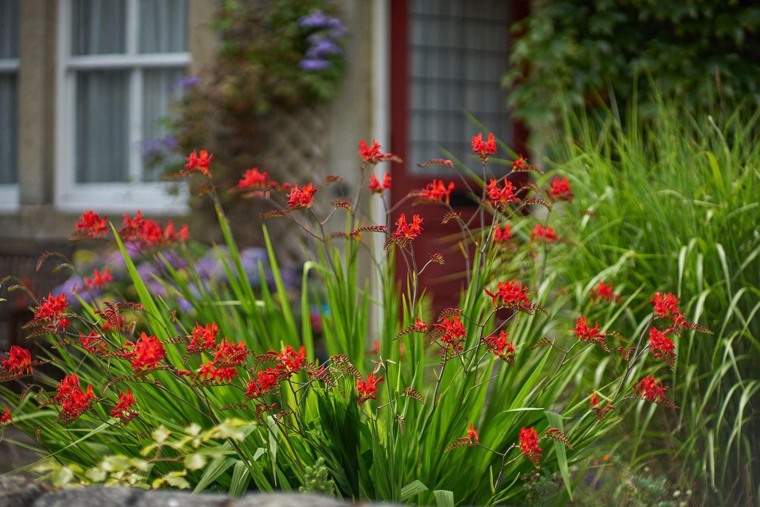 Several Lucifer Crocosmia plants in a garden.