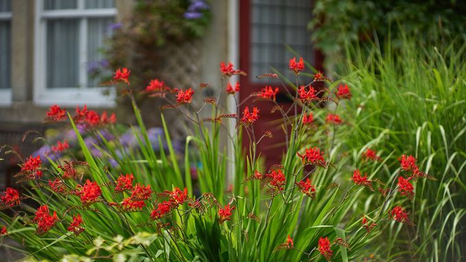 Several Lucifer Crocosmia plants in a garden.