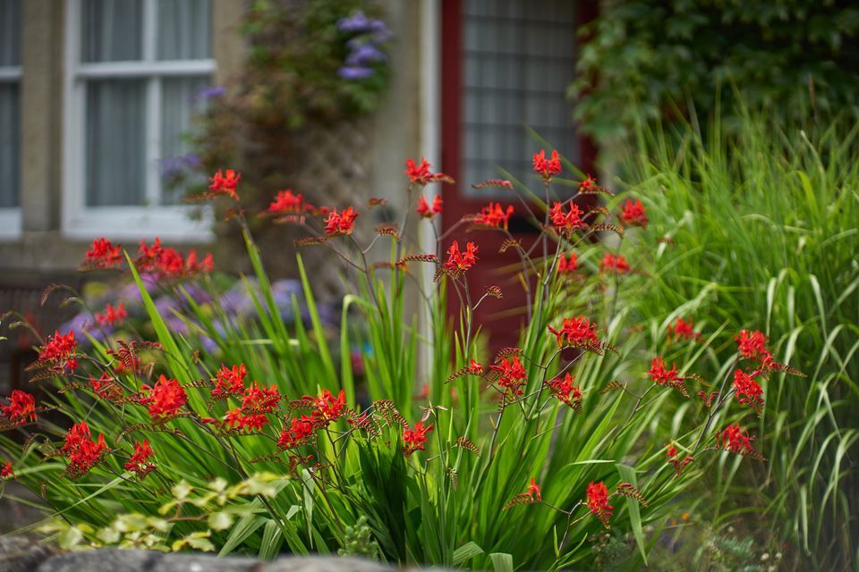 Several Lucifer Crocosmia plants in a garden.