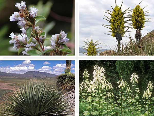 20 Flowering Plants With Large Blooms