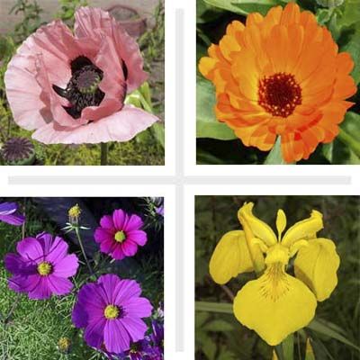 12 of the Easiest Flowers to Grow in a Midwest Cutting Garden