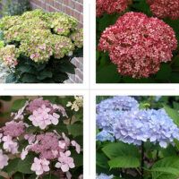 10 New Hydrangeas Youll Want to Grow Now - This Old House