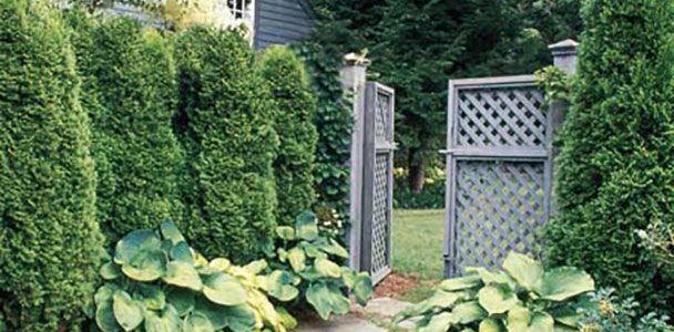 Evergreen Privacy Screens