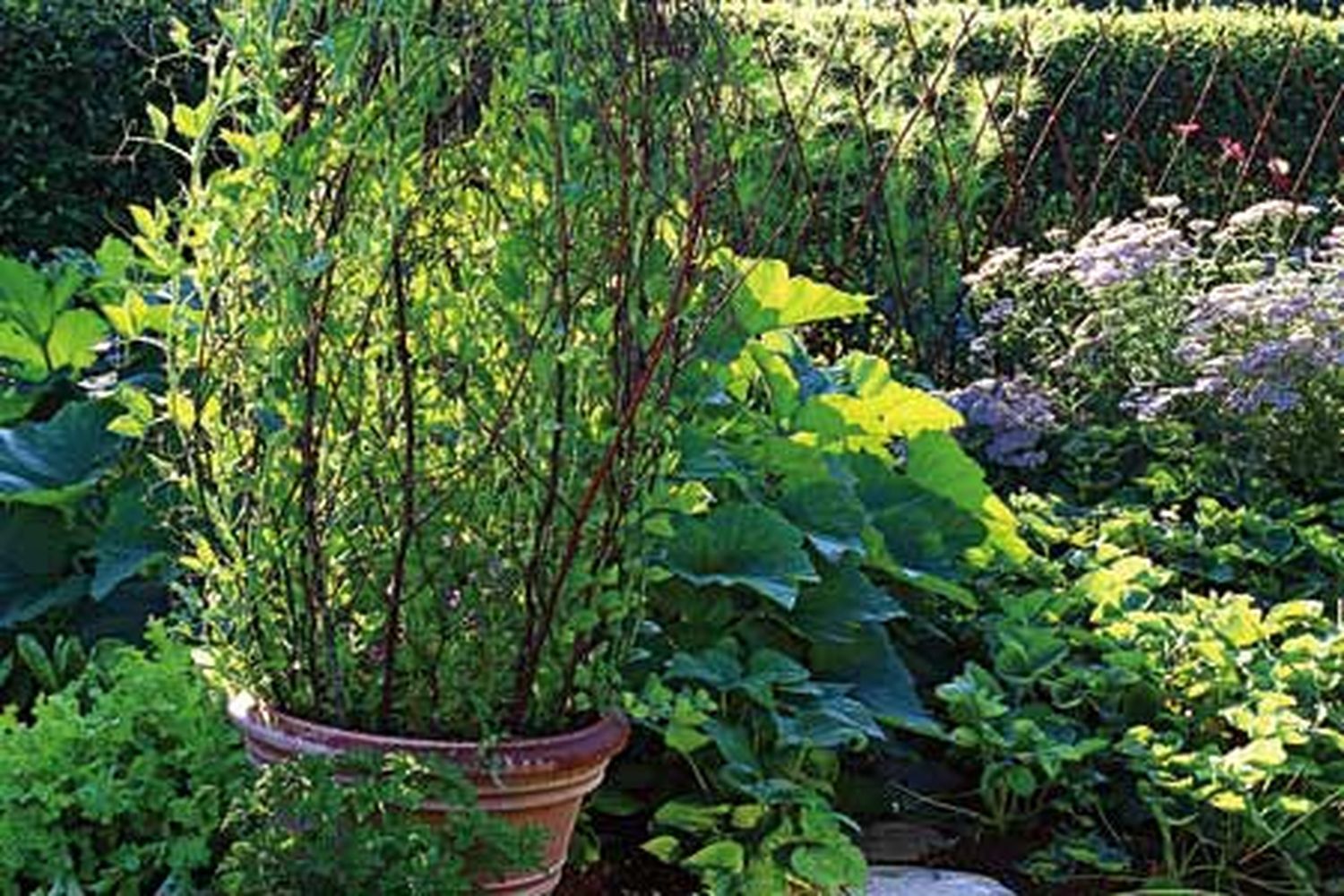 00_trellis_in_pot_x