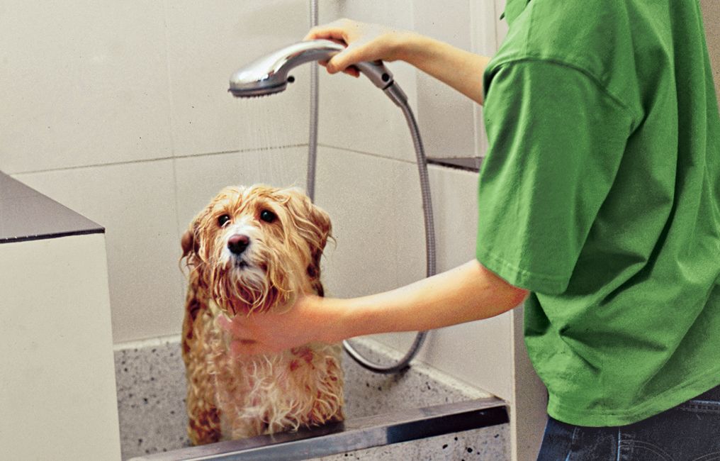 A person uses a shower head to wash a dog in a cleaning station.