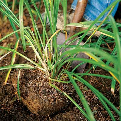 digging a hole to plant a perennial