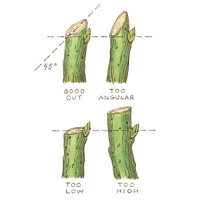 An illustration of different shrub cuts