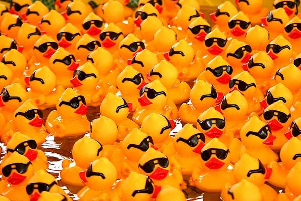 many rubber ducks in a body of water