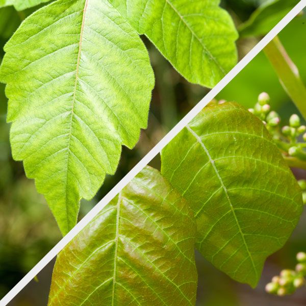 Myths About Poison Ivy - WellCare