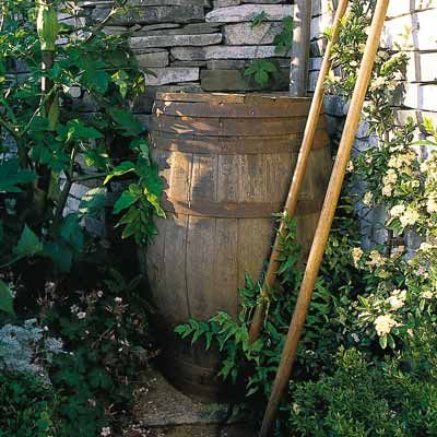 Rain barrel in a backyard to help conserve water. 