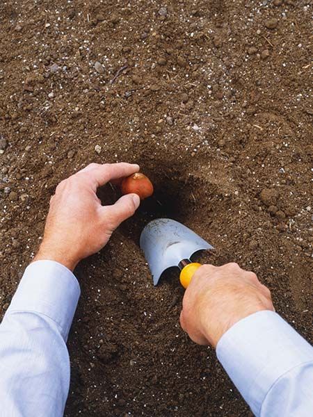 A person plants a flower bulb.