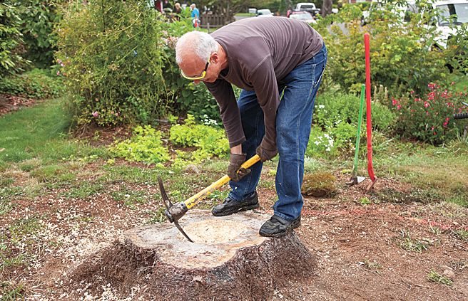 A man uses a sharpened mattock to start the planting hole for the tree stump planter.