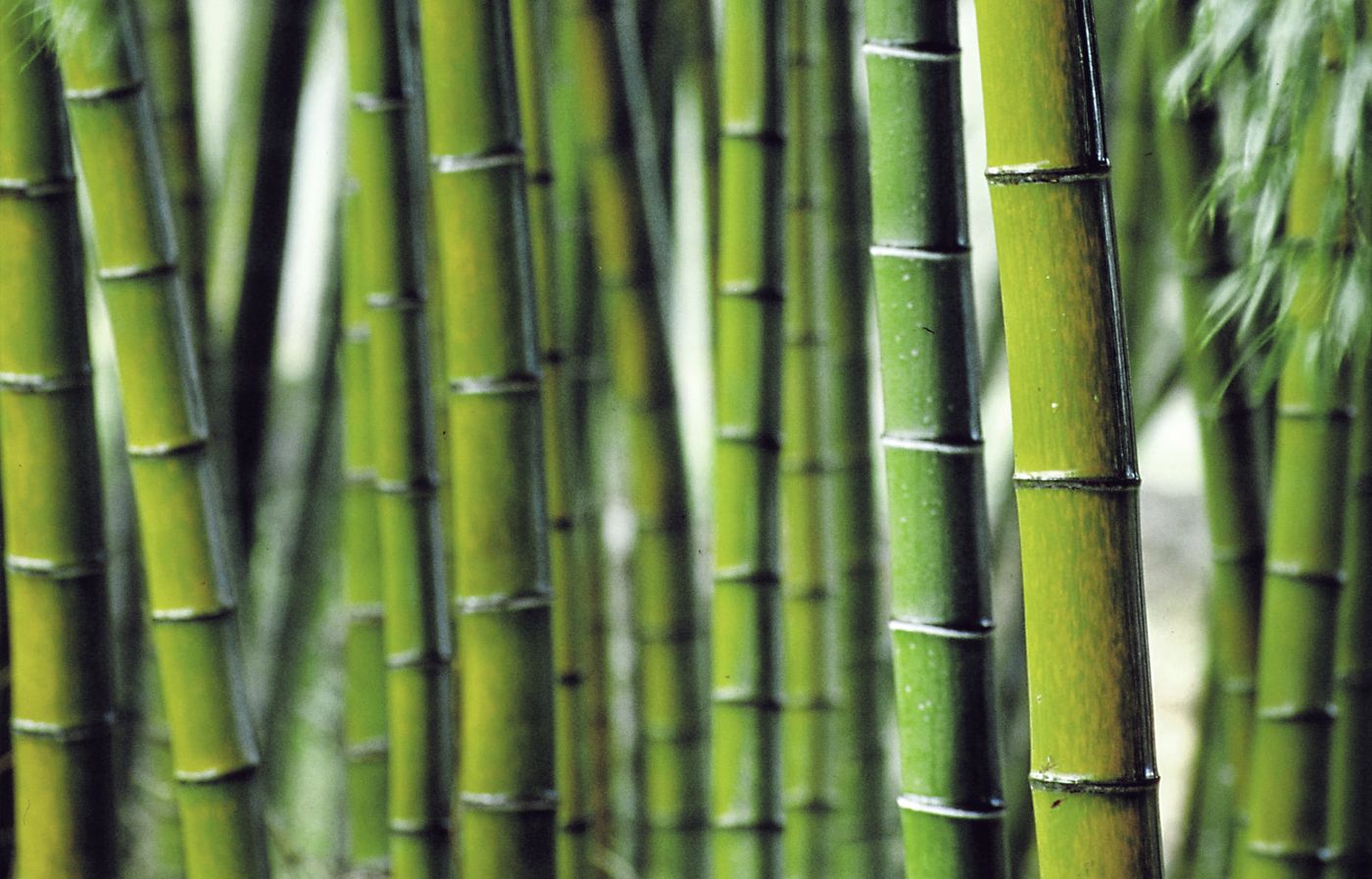 Nuestro termo bamboo está de - Café la Flor de Córdoba