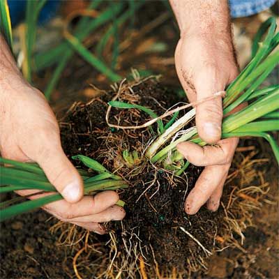 cleaning and inspecting a root ball of a perennial plant