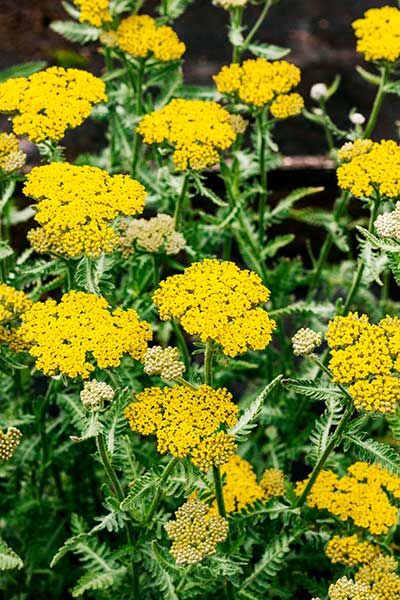 Resilient Plants for Hardy Hellstrips - This Old House