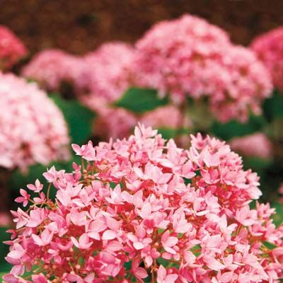 Pink 'Bella Anna' hydrangeas that bloom in the summer.