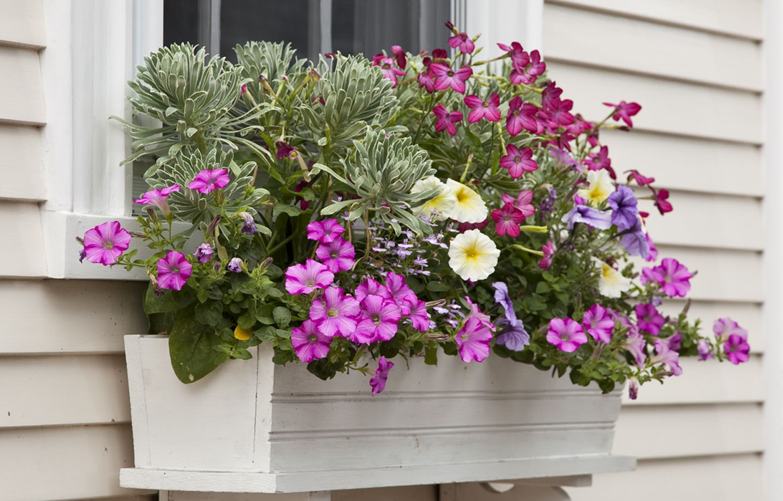 multi-colored window planter boxes