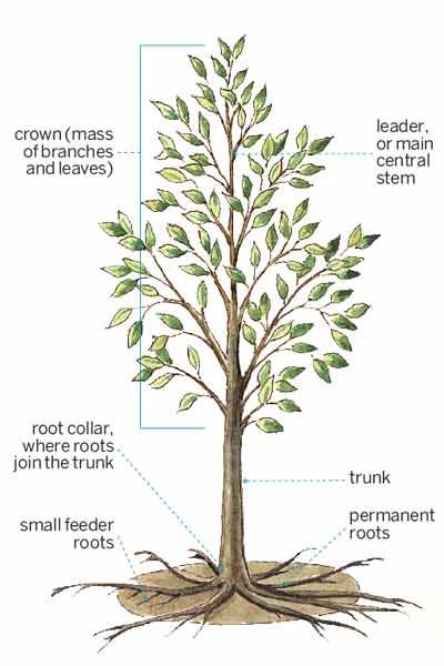 Illustration labeling the different parts of a shade tree.