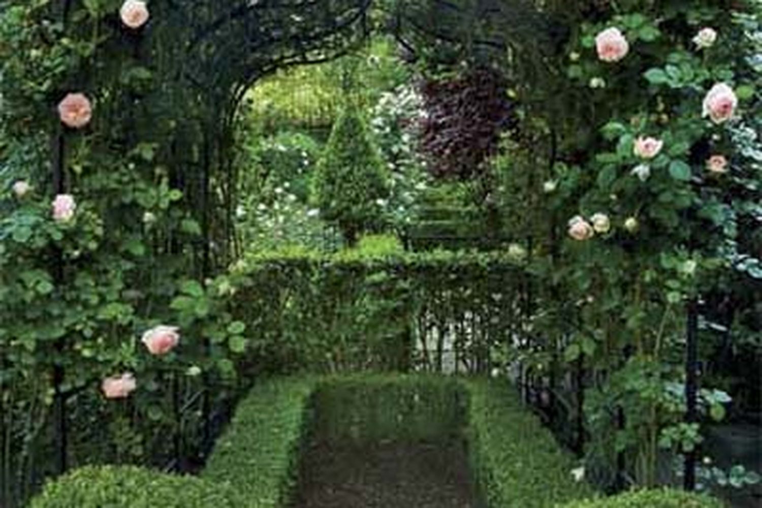 A walkway with sheared shrubs