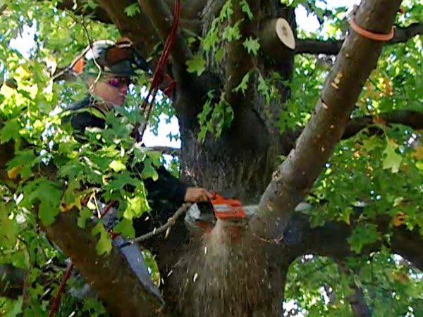 trimming broken tree limbs