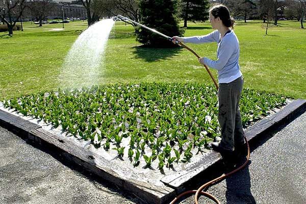 A woman waters sprouting flower bulbs.