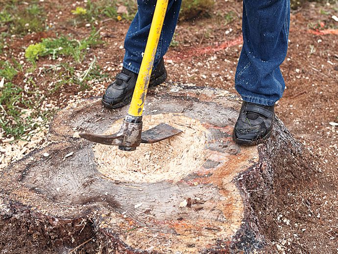 A man uses the wide end of a sharpened mattock to finish the planting hole for the tree stump planter.