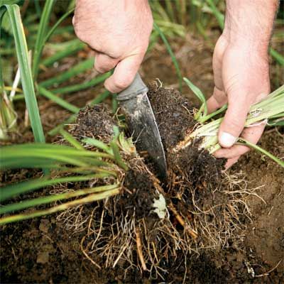 dividing a perennial in half