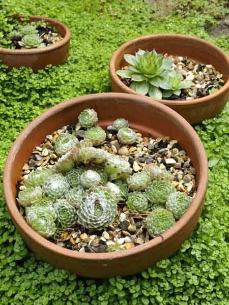 a cactus plant in a planter