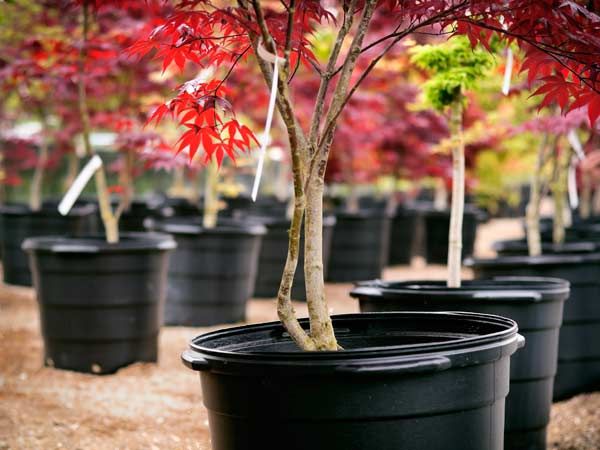 Tree nursery full of young potted trees that will become shade trees.