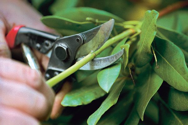 trimming shrubs