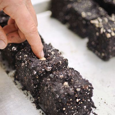 Plant and vegetable seeds are planted into the soil block.