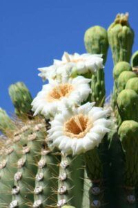 50 State Flowers to Grow Anywhere - This Old House