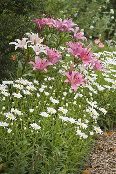 A garden growing pink lilies which grow from bulbs.