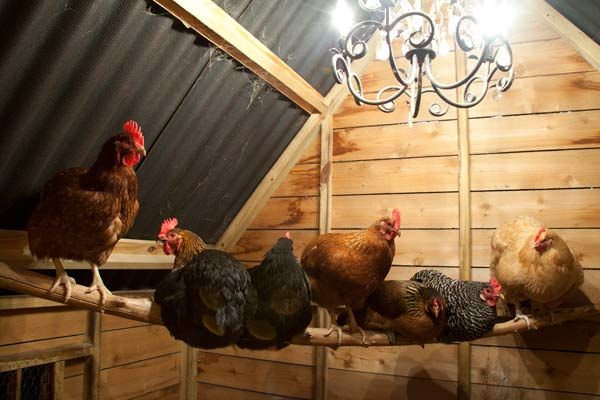 A chicken coop with a hanging light fixture.