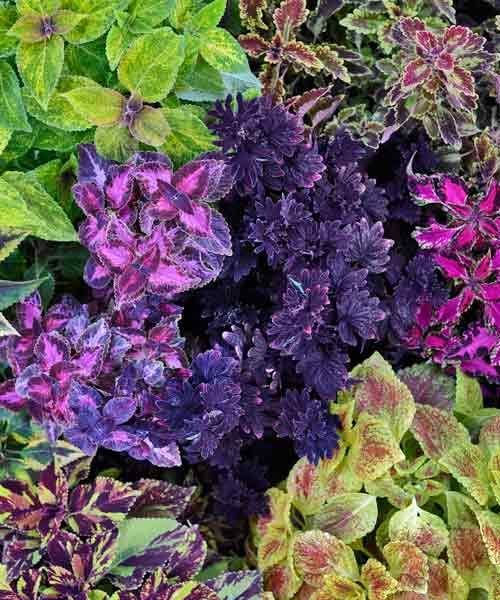 coleus in gardens