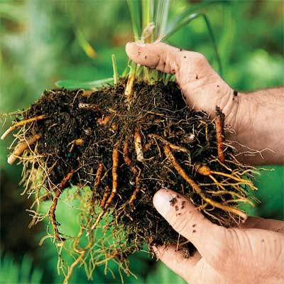 trimming and preparing the divisions of a perennial