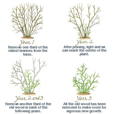 An illustration showing how a plant should be pruned over 3 years.