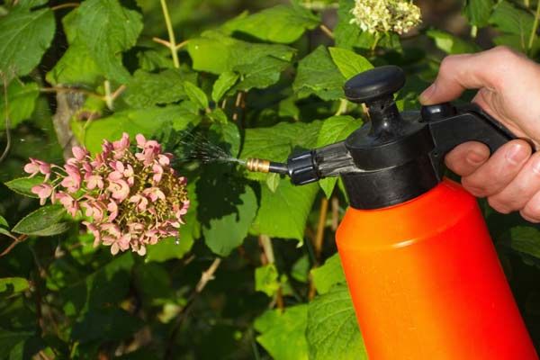 spraying pesticides on a plant