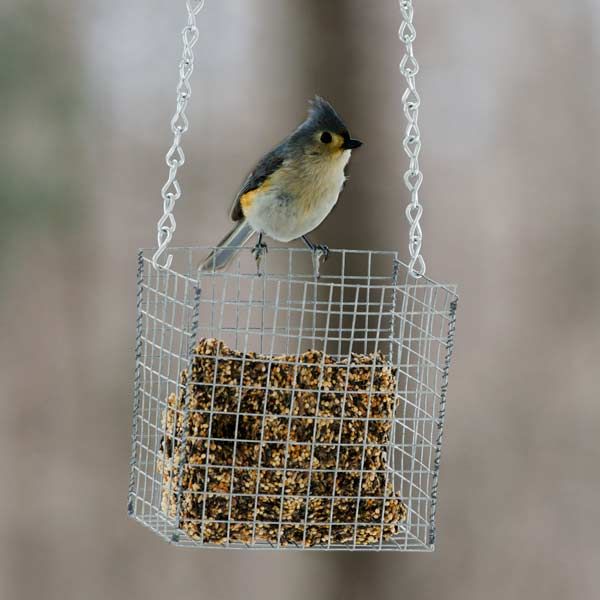 A bird sitting on a feeder made of hardware cloth.